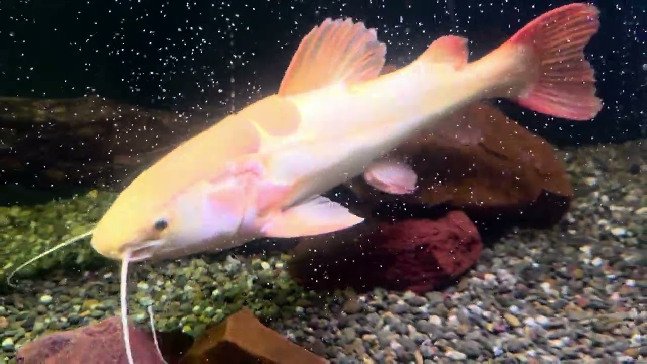 Monsterzillas are fired up 