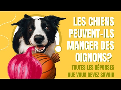 Vidéo: Ce chien de garde fait un travail horrible en gardant tout sauf notre cœur