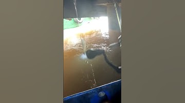 Cảng cái cui còn khá nhiều tôm 🦐 #fishing