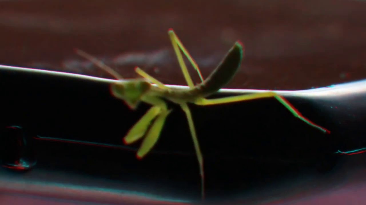 Dancing Mantis Dancing Mantis | Best Dance Video - YouTube