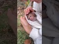 The mother is gently stroking the baby monkey.