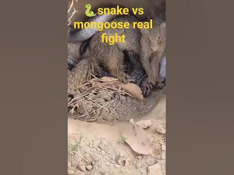 snake vs mongoose real fight |mongoose vs python | nevla vs king cobra ...