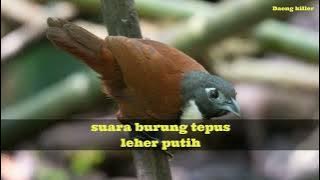 Suara burung tepus/leher putih