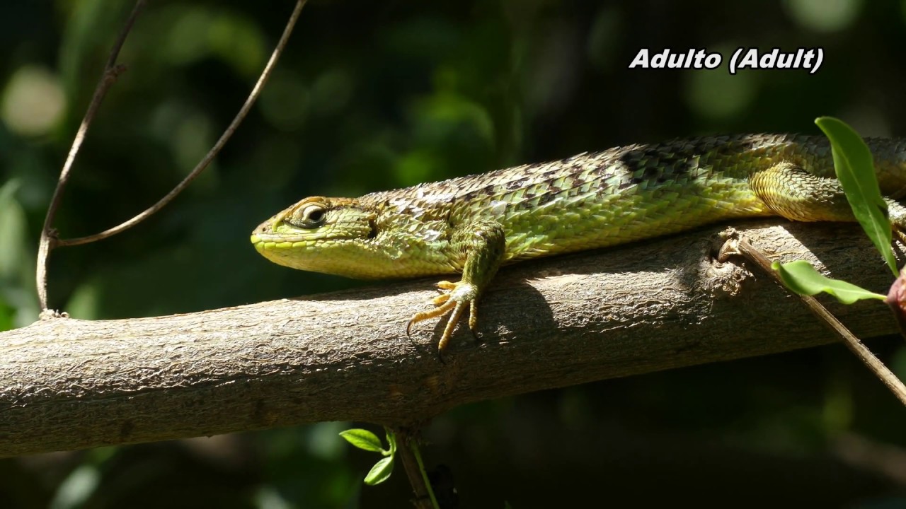 Lagarto Llorón o Lagarto Chileno (Liolaemus chilensis)