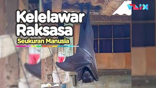 HEBOH!! Kelelawar Raksasa Seukuran Tubuh Manusia