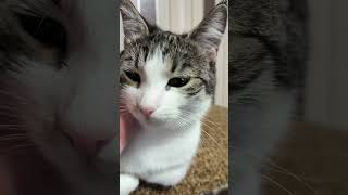 😸kitten #cats #catvideos #kitten