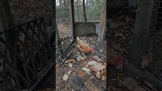 Hawk One Of My Chickens Freedom Isnt Free?