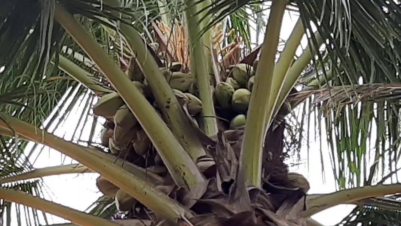 86. THENI DIST. 2 ACRE 6 CENT COCONUT FARM for SALE 40 LAKHS YouTube