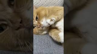 very #funny #cat