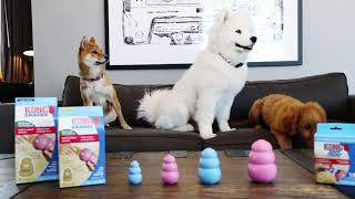 Top Gedeeltelijk consultant KONG Academy - Puppies - YouTube