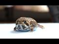 The Roundest Potato is Hungry! 5-Month Rain Frog Weigh-In 🥔⚖️