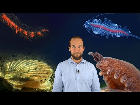 Video: Perché gli animali hanno strutture esterne?