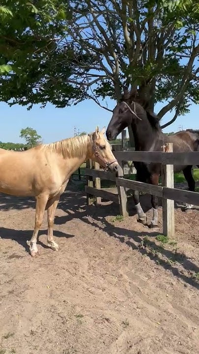 Super Cute Palomino Mare and Gelding Squeal at Each Other BFFs #horses #cuteanimals #palomino #