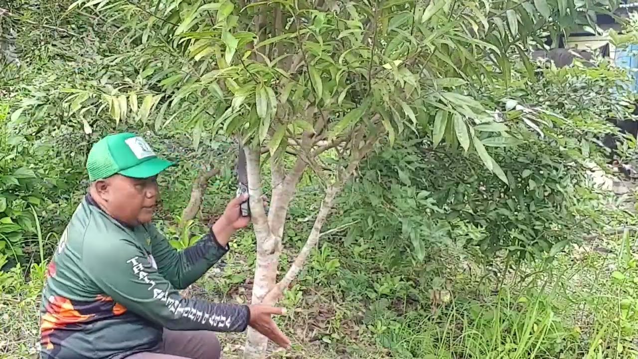 Merawat Pohon Gaharu Kayu Termahal di Dunia @Keluarga sepet
