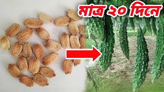 টবে করলা চাষ পদ্ধতি | সহজেই বাড়িতে করলা চাষ পদ্ধতি | Grow Bitter Melon In Container At Home