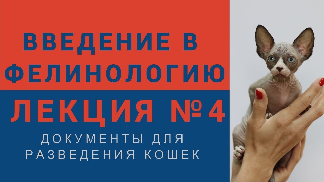 кошки породы Введение в фелинологию - Лекция №4 Документы для разведения кошек