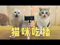 沉浸式猫咪吃肉肉，这个声音太上头了！！｜花花与三猫 Cat Live