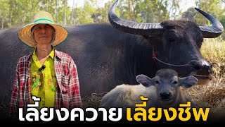 เลี้ยงควาย เลี้ยงชีพ‼️ | ป้าเก๊ะ ตำบลน้ำคำ อำเภอเมือง จังหวัดศรีสะเกษ