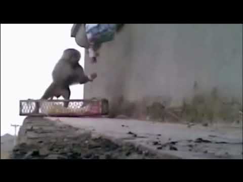 Monkeys Gibbons Get Electric Shock Sparks Fly Hilarious Funny Shorts