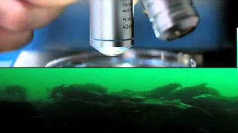 GMES Marine Monitoring Service