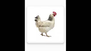 Farm Animals Flash Cards, Tarjetas flash de animales de granja, 农场动物闪存卡，بطاقات فلاش حيوانات المزرعة