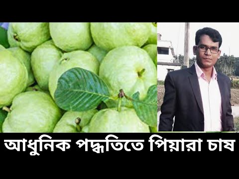 ভিডিও: ভিয়েনা লেবু