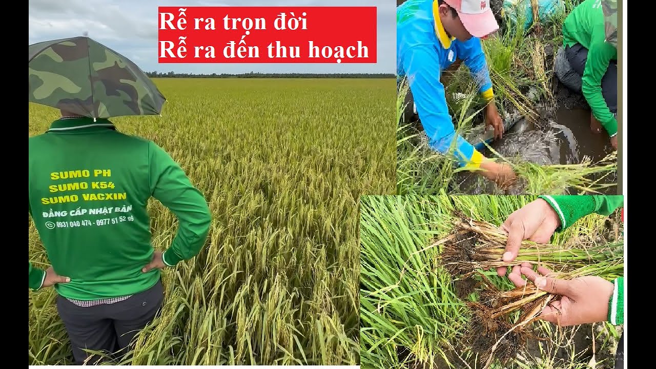 Lúa ra rễ tới thu hoạch - hạ phèn nhanh nhất sumo pH - YouTube