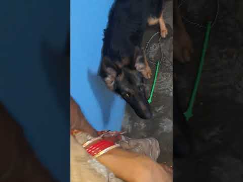 MamMy sa PyaR KaRne VaLe  #dogloversdog #viralshorts #motherlove #video #hook