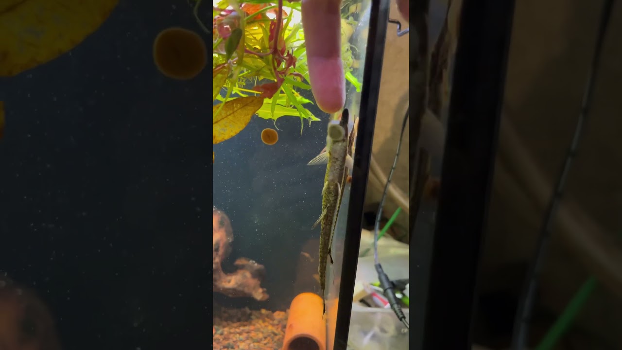 Лорикариевые - скрытные и постоянно прячутся. Фарловеллы: 😄 