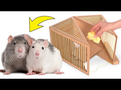 Vidéo: Comment Aider Les Rats à Se Faire Des Amis