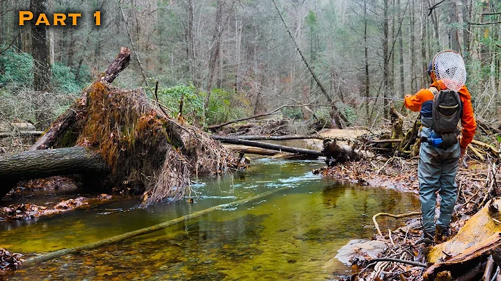 Fly Fishing Crystal Clear Water for BIG Trout! (No...