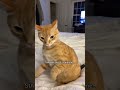 Satoru Cat Catmemes Funnycats Cat Satoru Cat Catmemes Funnycats Cat