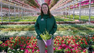 PETITTI | A Behind-the-Scenes look at Casa Verde Greenhouse 2023