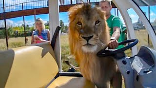 A HUGE LION in a car with people