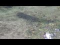 Giant japanese salamander part 3