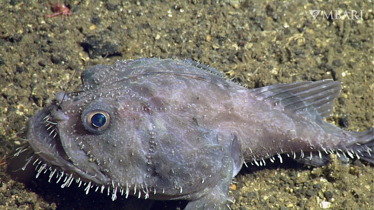 Deep sea anglerfish, Animals