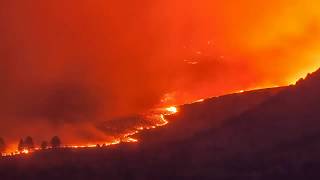 What the Amazon fires mean for wild animals