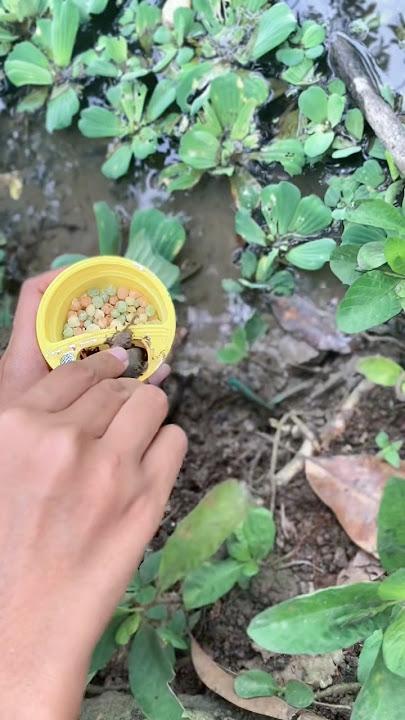 Download lagu when a stingy person is asked for food