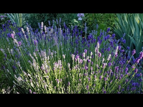 庭园花卉－薰衣草 Lavender