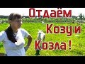 Отдаём Козу и Козла! Из города в деревню 192 серия