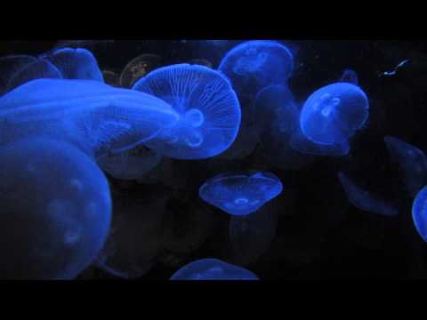 jellyfish