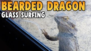 How to Stop Glass Surfing in Bearded Dragons!
