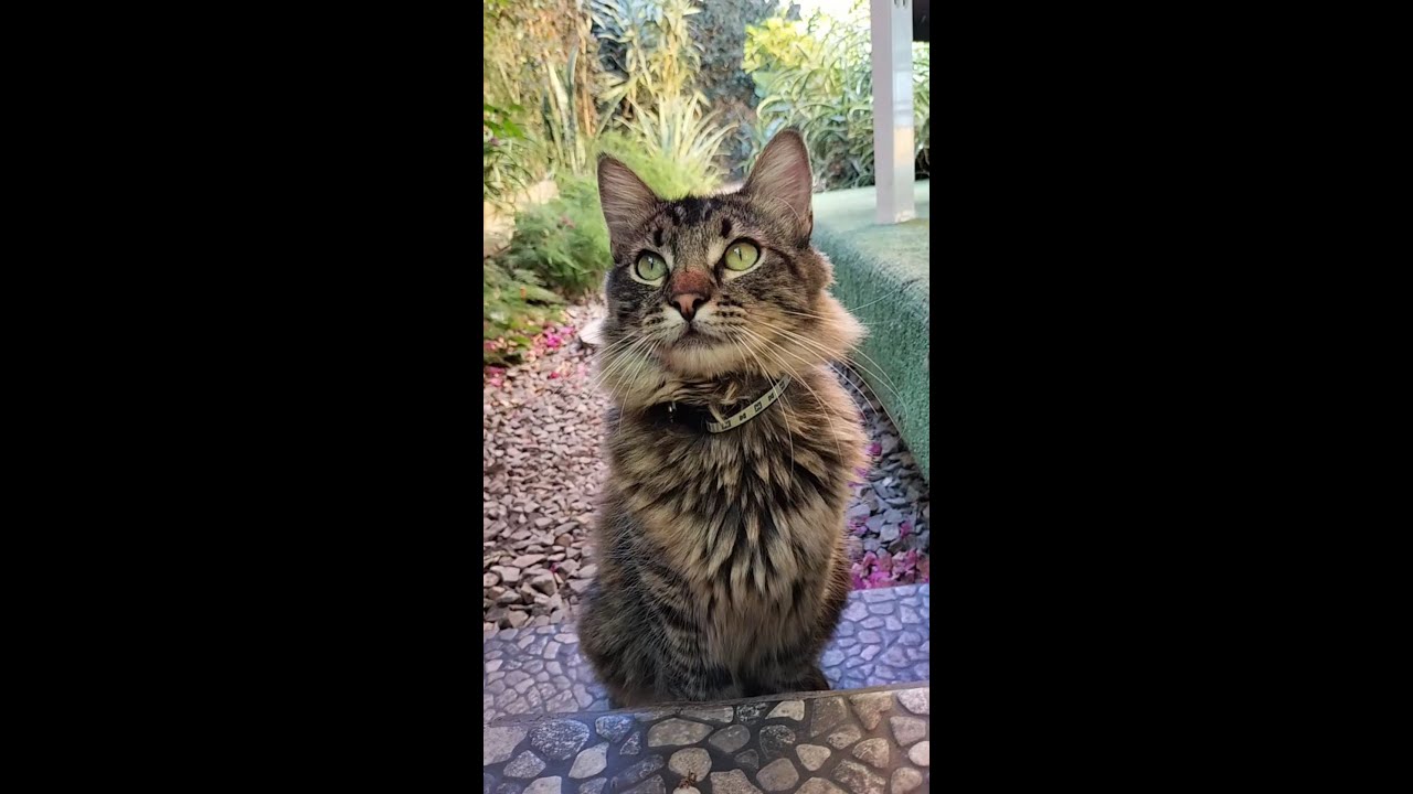 Chico le hace a su gato una cámara pequeña de collar para ver qué hace  afuera, Cat Crazy
