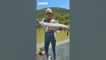 anh chủ hồ bị em cần thủ xinh đẹp vặt răng và cái kết #fishing #cauca #short