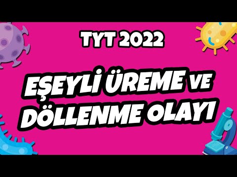 Video: Eşeyli üreme için haploid gametleri oluşturan süreç nedir?