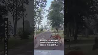 Captan a canguro suelto en las calles de Lufkin, Texas