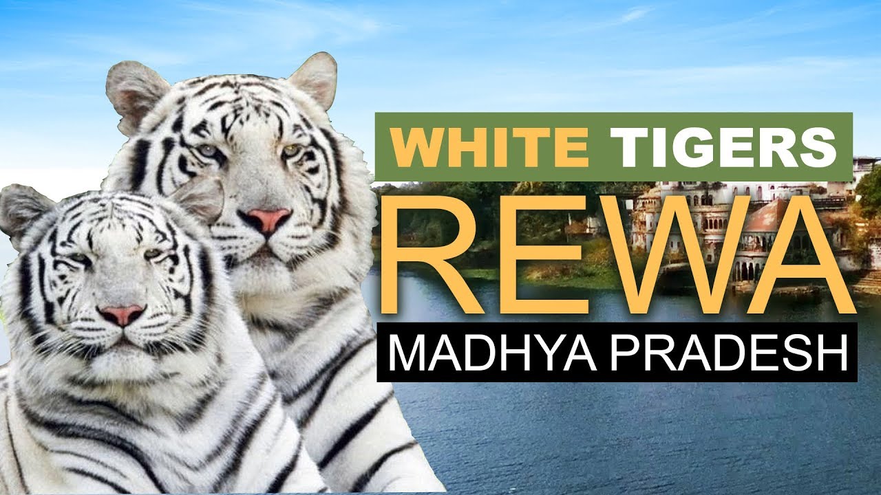 All about White Tigers in India - Bandhavgarh National Park