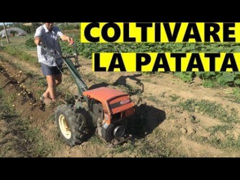 Video: La farina fossile ucciderà i coleotteri della patata?