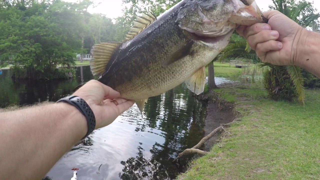 catching bedding largemouth bass YouTube