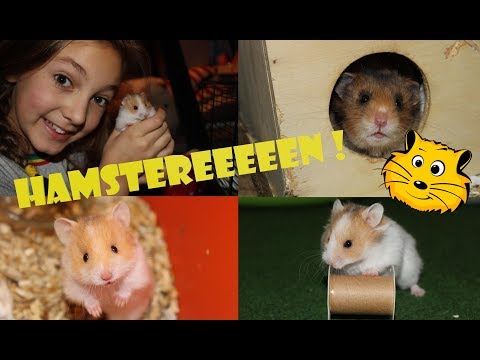 Video: Hoe U Uw Hamster Gezond En Actief Kunt Houden Met Mentaal Stimulerend Speelgoed?